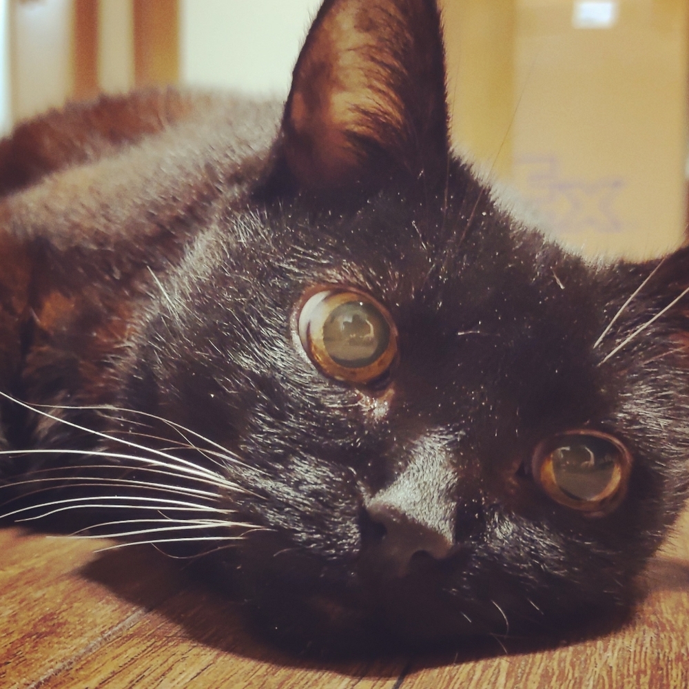Meet your Posher, Charlotte